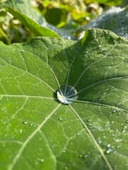Close-up shot of drop on a leaf reflecting sunlight