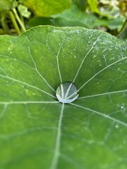 Macro shot of drop on a leaf