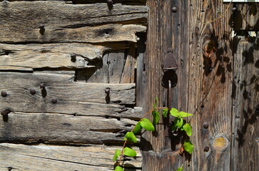 Détail d'un vieux portail en bois.