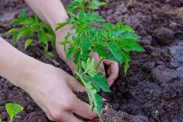 Gardener hands planting tomato seedling in ground