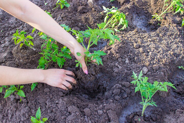 Gardener hands planting tomato seedling in ground