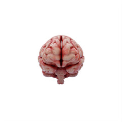 human brain isolated