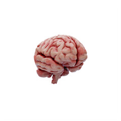 human brain isolated