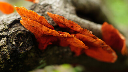 Fungus Pycnoporus sanguineus reddish yellow growing on tree trunks that have died