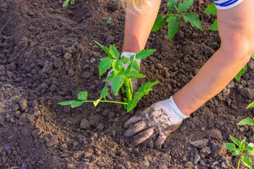 Gardener hands planting tomato seedling in ground