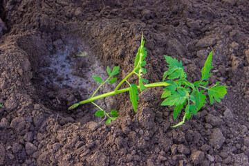 Gardener hands planting tomato seedling in ground