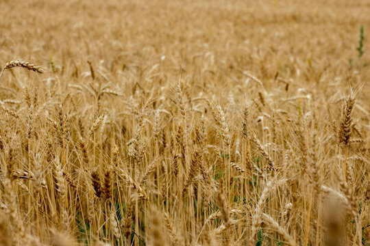 Gold Wheat Field in sunny day. Concept of great harvest and productive seed industry