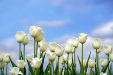 Obraz premium Sunrise over the farm land during Spring season with colorful Tulip fields ,beautiful bouquet of Spring Tulip flowers