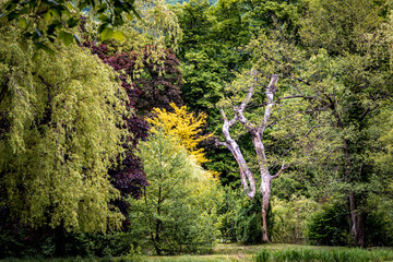 Arbres dans un parc