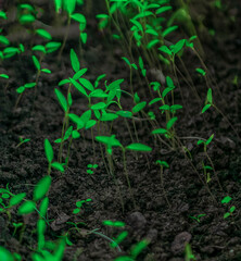 plant coriander parsley  cultivation in container