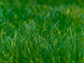 green yellow grass in sunny day