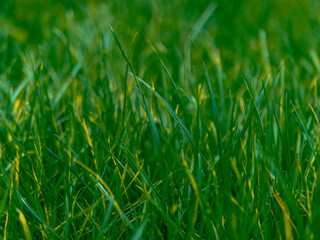 green yellow grass in sunny day