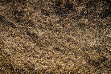 Closeup of old aged dry grass straw texture background