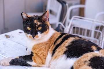 Tricolor street cat on a table in cafe. © Iryna