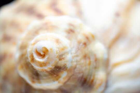 Close up of sea shell