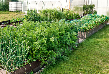 High beds with plants, carrots, onions, strawberries, cabbage. Strawberries are covered with bird net.