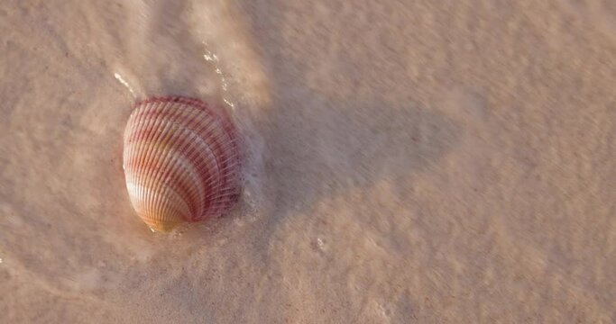 Close-up waves caressing a scalloped seashell on a beautiful tropical beach