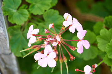 Fototapeta na wymiar 桃色の花と緑の葉