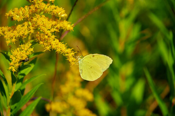 花の花粉を集める黄色い蝶