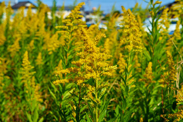 青空に咲く黄色い花の風景