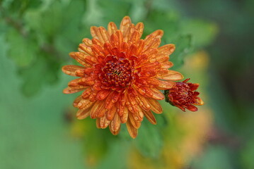 one red wet flower bud on a green background in nature