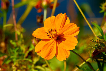 日光を浴びるオレンジ色の花