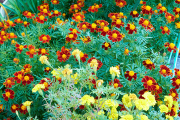 赤と黄色に色づく花のガーデニング風景