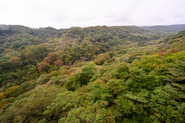 Obraz premium 八ヶ岳高原大橋 紅葉