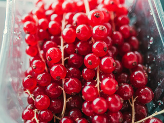 Group of red and wet currants in plastic container