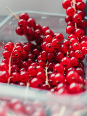 Group of red and wet currants in plastic container