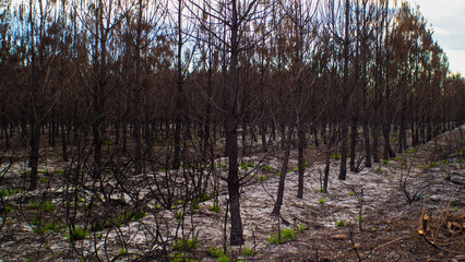 Forêt de pins calcinée après le passage des incendies de l'été 2022, à proximité de Belin-Beliet, en Gironde