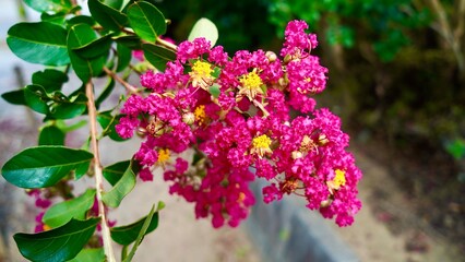 ピンク色の花が咲くさるすべり