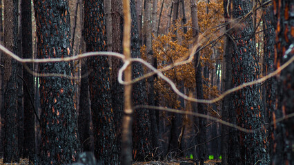 Forêt de pins calcinée après le passage des incendies de l'été 2022, à proximité de...