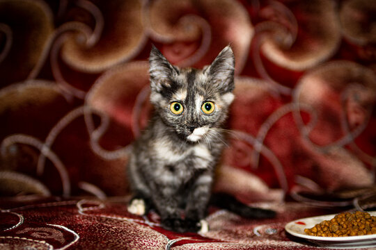 Kitten