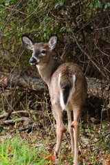 Portrait of a young deer fist winter