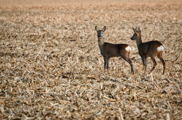 white deer