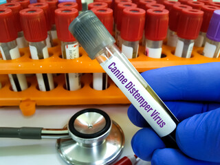 Canine Distemper Virus Ag Test positive blood sample. Qualitatively detects Canine Distemper Virus...