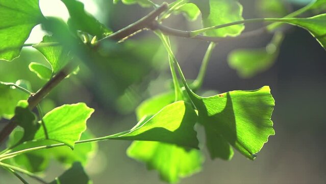 Gingko Biloba tree growing in a garden. Gingko leaf in sun lite. Herbal medicine. Herbs. Alternative medicine concept, border art design. Nature background. Slow motion