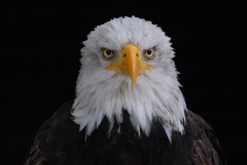 Weißkopfseeadler (Haliaeetus leucocephalus), Vorkommen in Nordamerika, captive, Deutschland, Europa