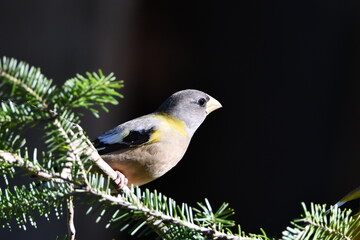 Colorful female Evening Grosbeak sits perched in a tree