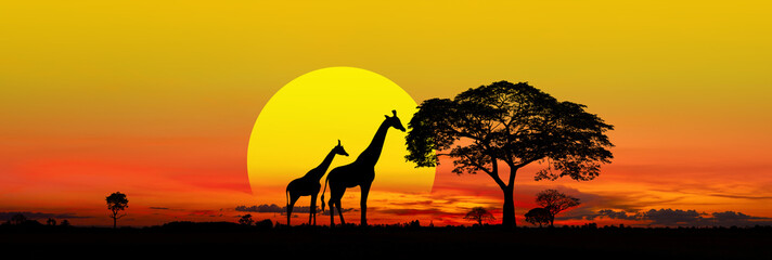 Naklejka na ściany i meble Panorama silhouette Giraffe family and tree in africa with sunset.Tree silhouetted against a setting sun.Typical african Big SUN, sunset with acacia trees in Masai Mara, Kenya