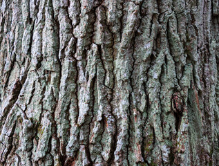 Background - relief bark of old oak with moss