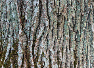 Background - relief bark of old oak with moss
