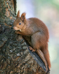 Naklejka na ściany i meble Eurasian Red Squirrel in the Autumn