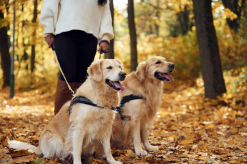 Close up view. Woman on the walk with her two dogs in the autumn forest
