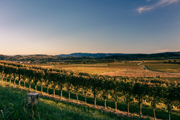 Fototapeta premium Colorful sunset in the vineyards at the border between Italy and Slovenia