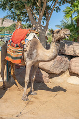 Camel on a farm in the desert.