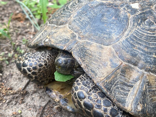 Close-Up Of Feeding Turtle On Field 