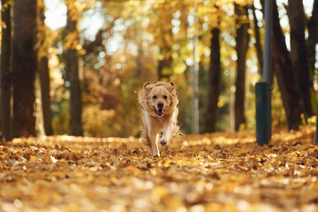 Front view. Running forward. Cute dog is outdoors in the autumn forest at daytime