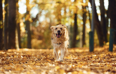 Front view. Running forward. Cute dog is outdoors in the autumn forest at daytime
